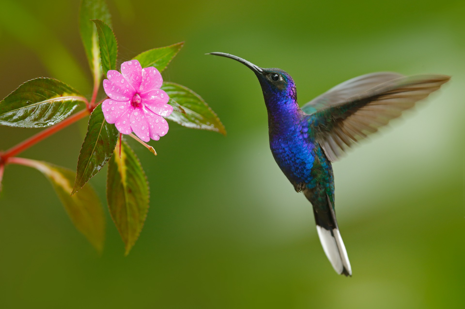 Costa Rica