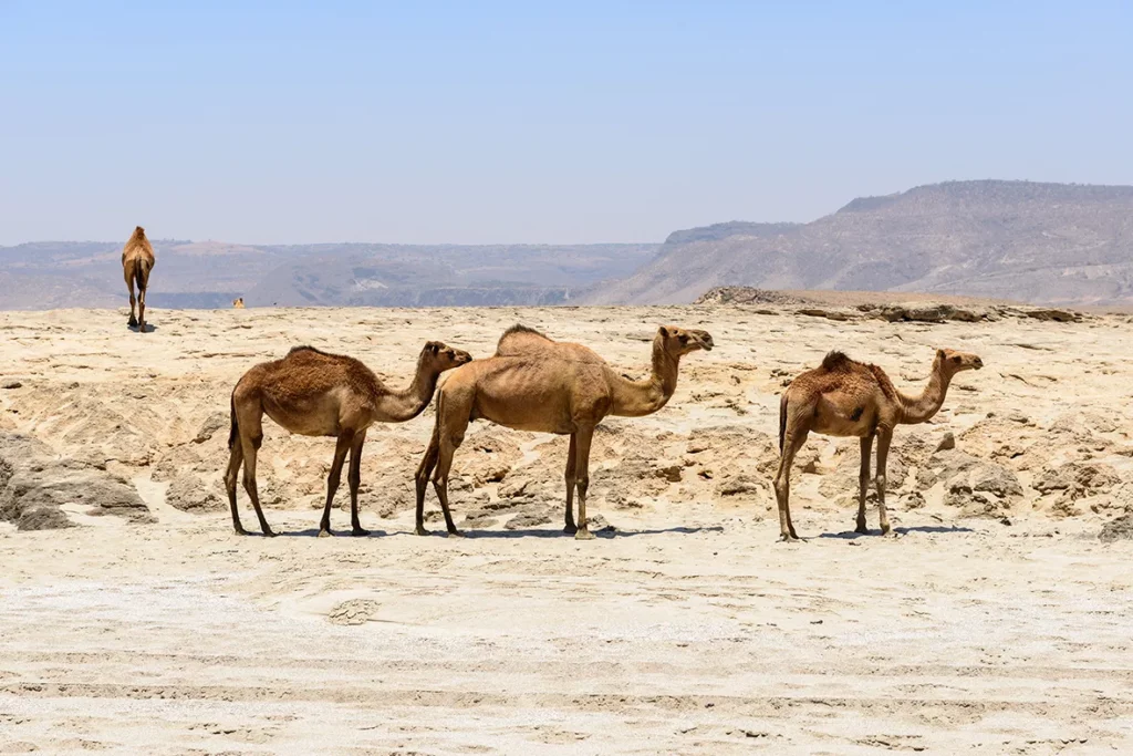 Oman