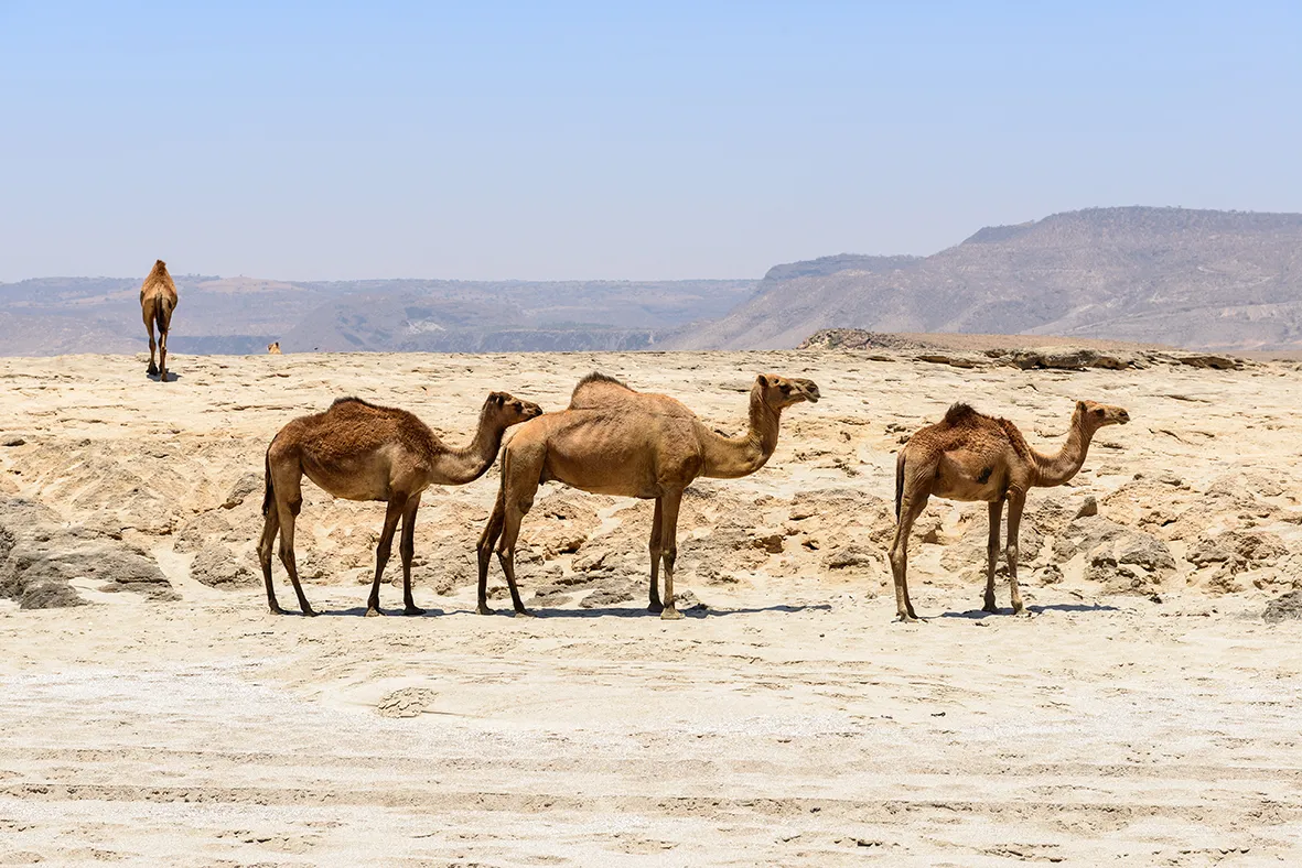 Oman